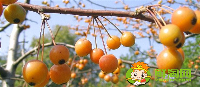 垂絲海棠果實(shí)能泡酒喝嗎，垂絲海棠果實(shí)幾月份成熟
