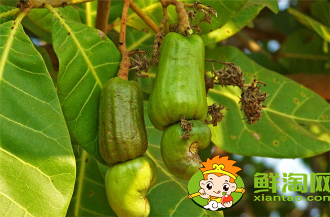 腰果什么時候成熟上市,腰果價格多少錢一斤