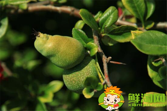 貼梗海棠果實(shí)可以吃嗎,貼梗海棠果實(shí)如何食用