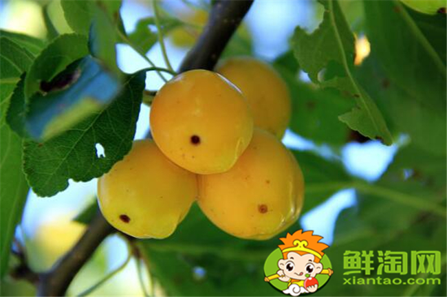 貼梗海棠果實(shí)可以吃嗎,貼梗海棠果實(shí)如何食用