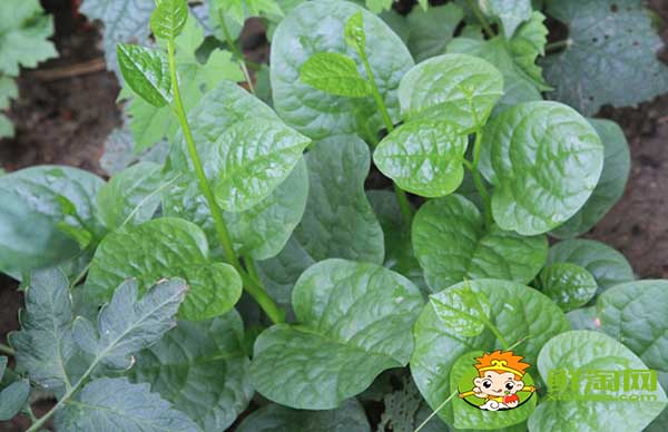 木耳菜如何過冬，木耳菜第二年還能長嗎
