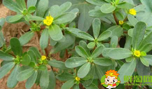 馬齒莧在農(nóng)村叫什么名字，馬齒莧菜市場(chǎng)叫什么