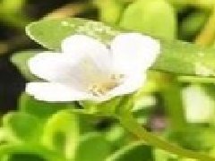 假馬齒莧可以吃嗎，真假馬齒莧最大區(qū)別