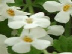 馬齒莧和地錦草的區(qū)別，假馬齒莧別名叫什么