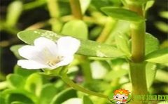 馬齒莧為什么叫長(zhǎng)壽菜，黑色長(zhǎng)壽菜就是馬齒莧嗎