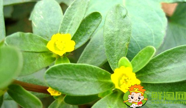 馬齒莧和地錦草的區別,假馬齒莧別名叫什么