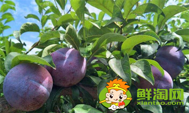 陜西黑布林幾月份成熟，黑布林怎么算熟了
