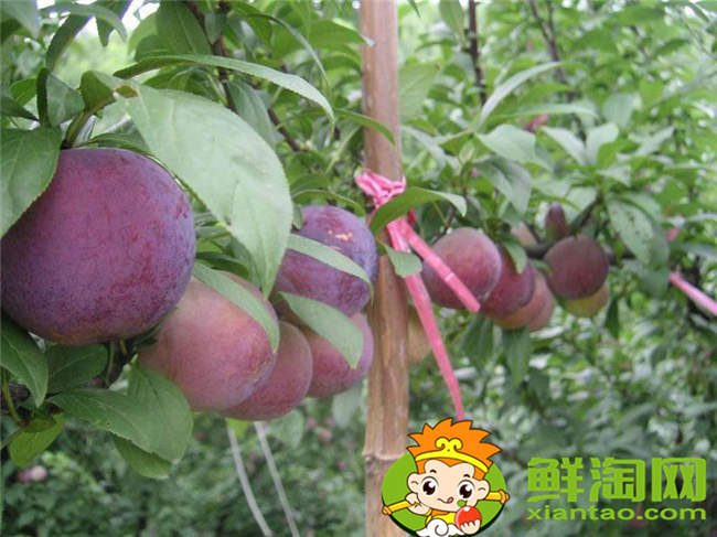 紅布林怎么選，紅布林怎么保存