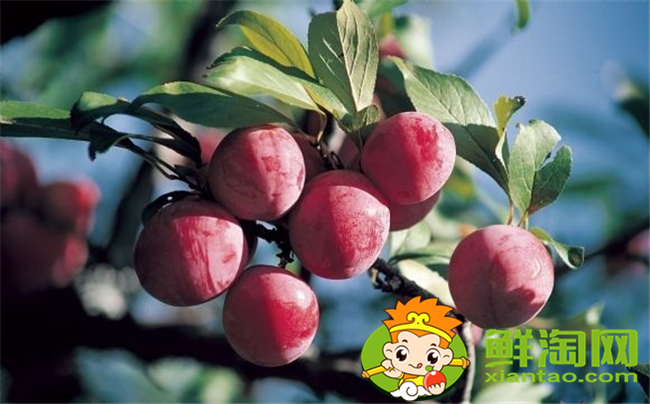紅布林怎么選，紅布林怎么保存