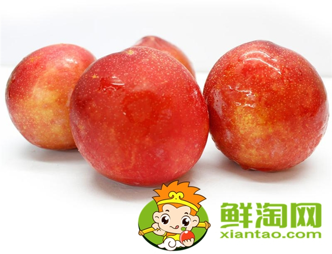 紅布林怎么選，紅布林怎么保存