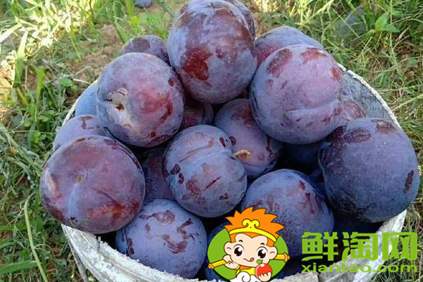 陜西黑布李味道如何，陜西黑布林和四川黑布林的區(qū)別