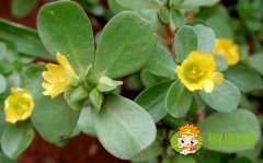 馬齒莧開(kāi)什么顏色的花，馬齒莧圖片大全
