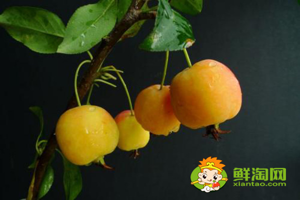 海棠果實(shí)可以吃嗎，海棠果實(shí)類型及其特征