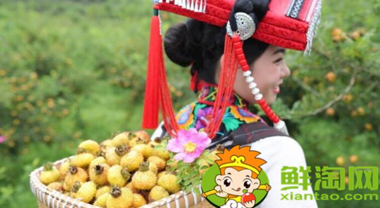刺梨什么時候采摘最好，刺梨怎么去刺再泡冰糖