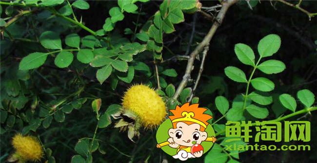刺梨是什么季節生長的，刺梨幾年掛果
