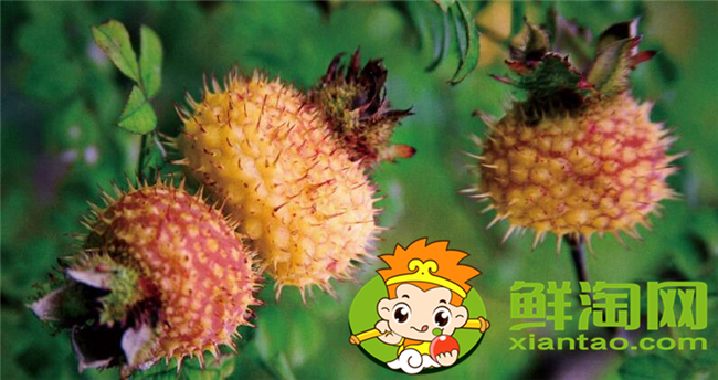 刺梨是什么季節生長的，刺梨幾年掛果