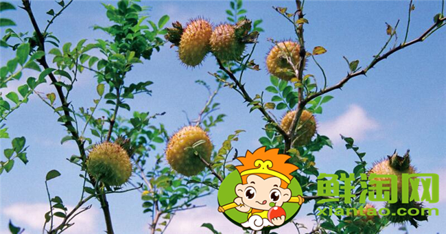 刺梨是什么季節生長的，刺梨幾年掛果