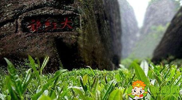 武夷巖茶水仙怎么泡,水仙跟大紅袍哪種好