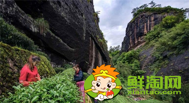 武夷巖茶怎么鑒別真假，武夷山最好的巖茶排名