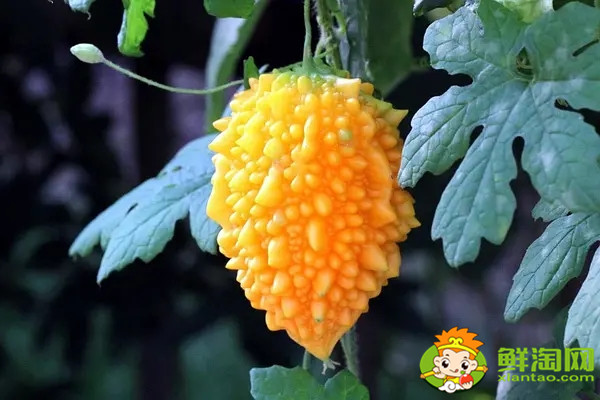 金鈴子又叫什么，金鈴子怎么多結果