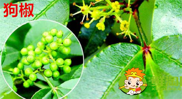 狗椒與花椒的區(qū)別圖片，狗椒與花椒哪個(gè)好