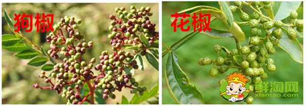 狗椒與花椒的區(qū)別圖片,狗椒與花椒哪個(gè)好