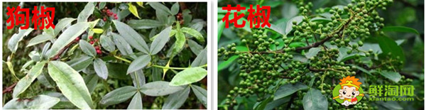 狗椒與花椒的區(qū)別圖片,狗椒與花椒哪個(gè)好