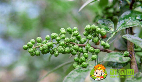 狗椒與花椒的區(qū)別圖片，狗椒與花椒哪個(gè)好