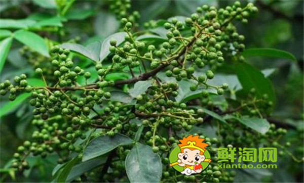 狗椒與花椒的區(qū)別圖片，狗椒與花椒哪個(gè)好
