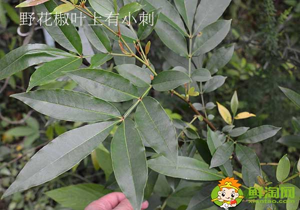 花椒葉有刺嗎，無刺花椒和有刺花椒那個產量高