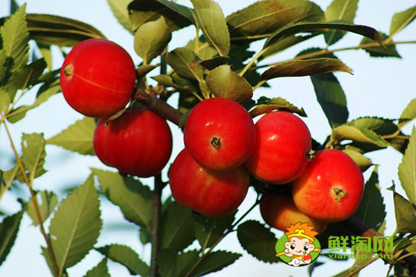 沙果產(chǎn)地主要在哪個(gè)省,最大的沙果產(chǎn)地