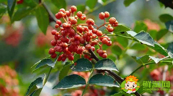 新鮮花椒怎么保鮮運輸，生花椒的運輸儲存方式
