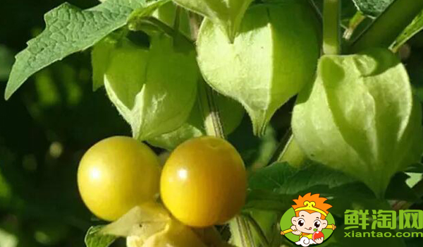姑娘果一年結(jié)幾次果，姑娘果從開(kāi)花到結(jié)果多久成熟