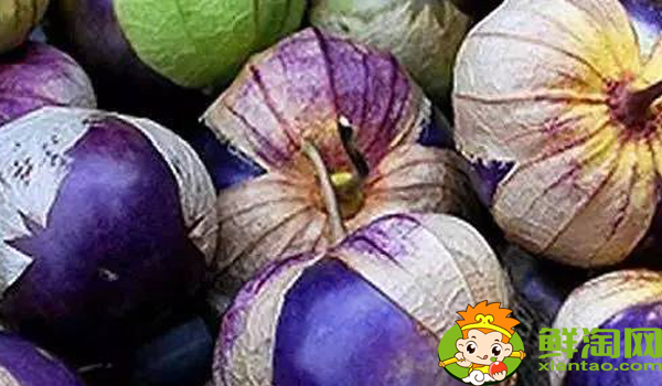 姑娘果一年結(jié)幾次果，姑娘果從開(kāi)花到結(jié)果多久成熟