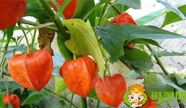 姑娘果一年結(jié)幾次果，姑娘果從開(kāi)花到結(jié)果多久成熟