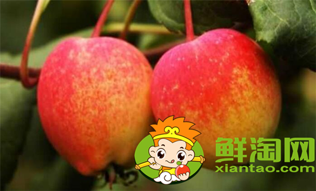 沙果是什么季節的水果，沙果屬于蘋果嗎
