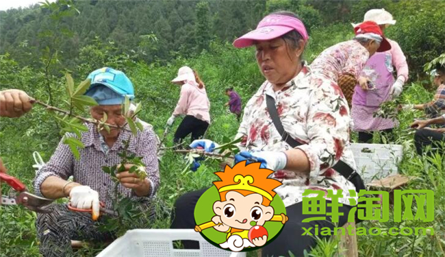 樹上的花椒怎么摘快，花椒機(jī)器一天能摘多少