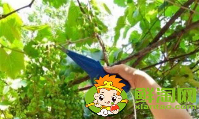 樹上的花椒怎么摘快，花椒機(jī)器一天能摘多少