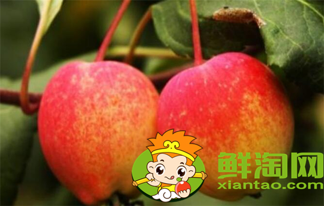 沙果是什么季節(jié)的水果，沙果屬于蘋果嗎