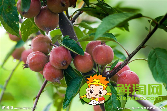 沙果是海棠果嗎，海棠果和沙果的區別