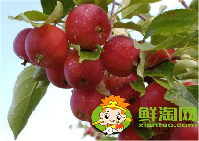 沙果是海棠果嗎，海棠果和沙果的區別