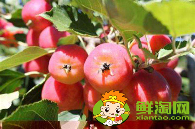 新鮮沙果怎樣保存，沙果怎樣保存時間長