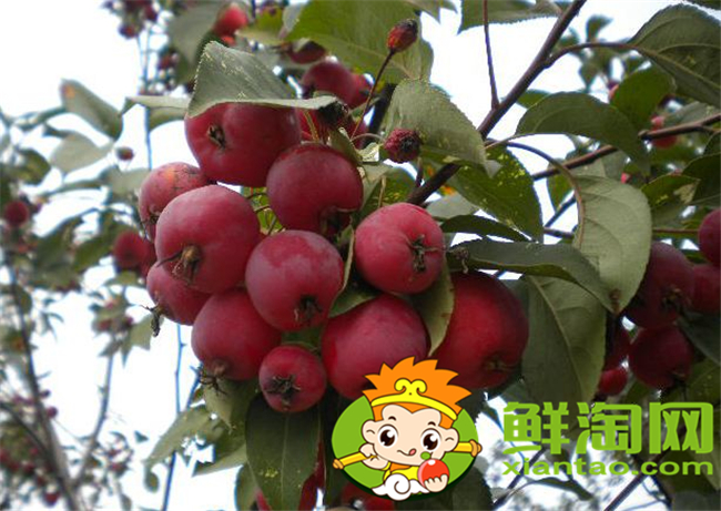 新鮮沙果怎樣保存，沙果怎樣保存時間長