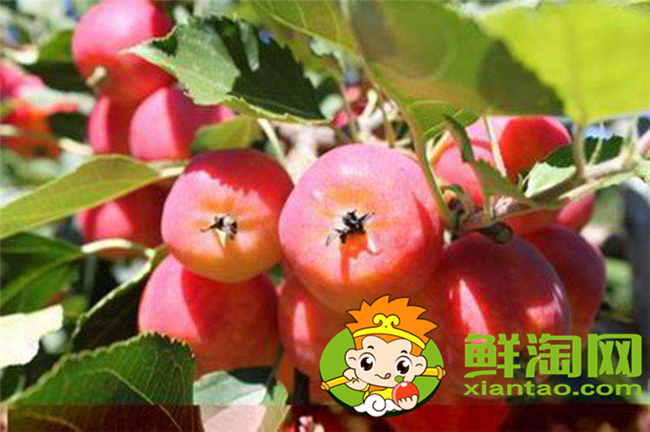 沙果k9是什么品種，沙果123和k9哪個好