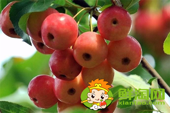 沙果k9是什么品種，沙果123和k9哪個好