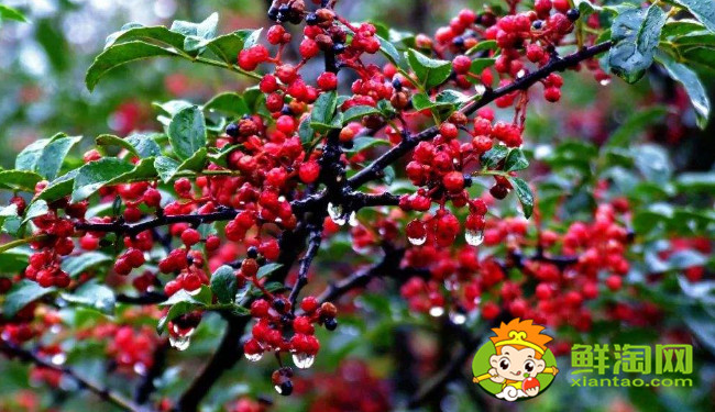 漢源花椒什么時(shí)候成熟,漢源大紅袍是麻椒還是花椒