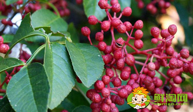 漢源花椒什么時(shí)候成熟，漢源大紅袍是麻椒還是花椒