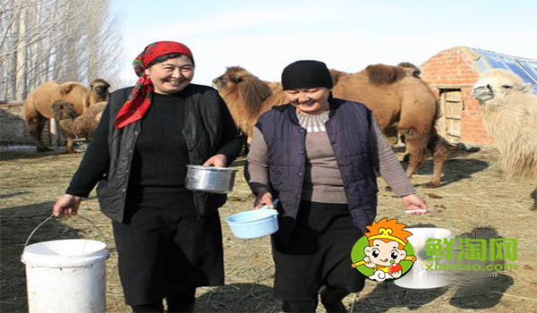 駱駝奶什么味道,駱駝奶和牛奶的營養(yǎng)價值哪個高