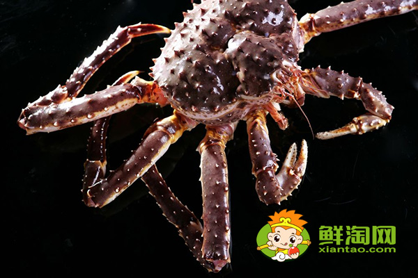 活帝王蟹怎么能養幾天，帝王蟹紅的和藍哪個貴