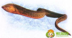 黃鱔是雌雄同體嗎，黃鱔為什么有靈性